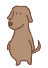 Chó Lab Sô-cô-la