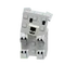 polarbear